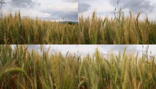大麦领域高清在线视频素材下载