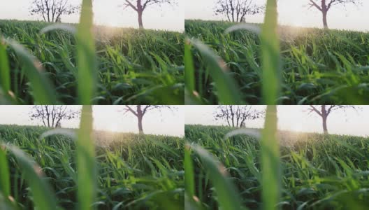 日落时的草地、草地和麦田高清在线视频素材下载