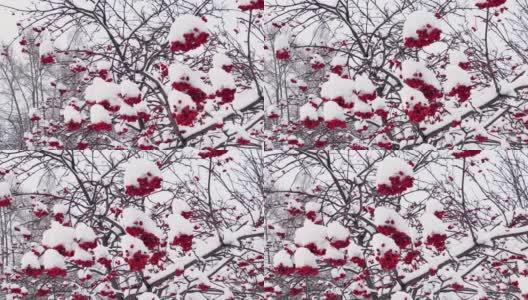 冬天雪下有红色浆果的花楸树枝。非城市景观。下雪。高清在线视频素材下载