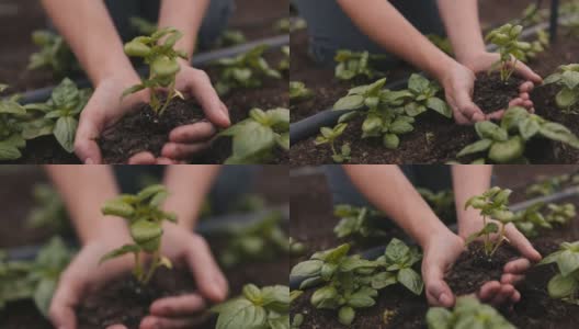 女农民的手握着一棵生长在土壤中的植物高清在线视频素材下载