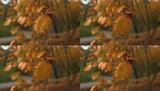 雨滴落在乡间小路上的秋叶上高清在线视频素材下载