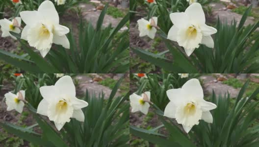 水仙的花有白色的花瓣和白色的喇叭状花冠高清在线视频素材下载