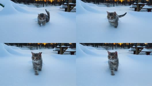 雪地里的猫。灰色条纹猫在冬天的雪堆中行走。日落的背景高清在线视频素材下载