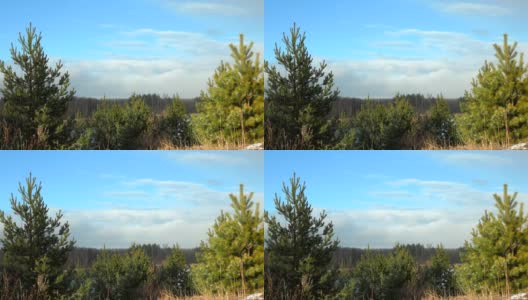 冬天，田野里有三棵被雪覆盖的松树，美丽的雪景，阳光明媚的天气。视频明信片高清在线视频素材下载