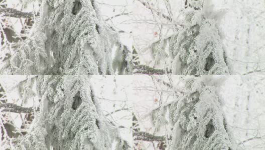 白雪覆盖的云杉高清在线视频素材下载