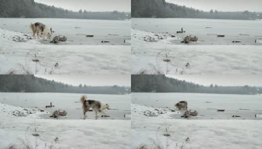 狗在冰上玩高清在线视频素材下载