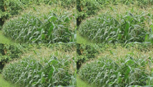玉米地成行高清在线视频素材下载