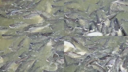 河里的鱼高清在线视频素材下载