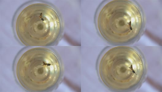被困在玻璃杯里的蜜蜂高清在线视频素材下载