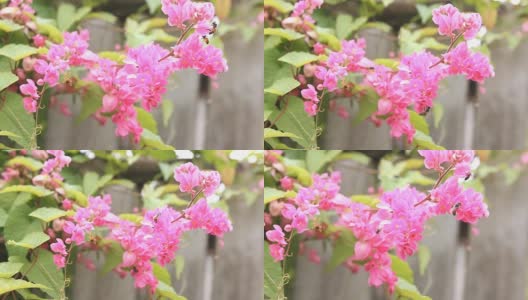 蜜蜂开着粉红色的花;高清:JPEG照片高清在线视频素材下载