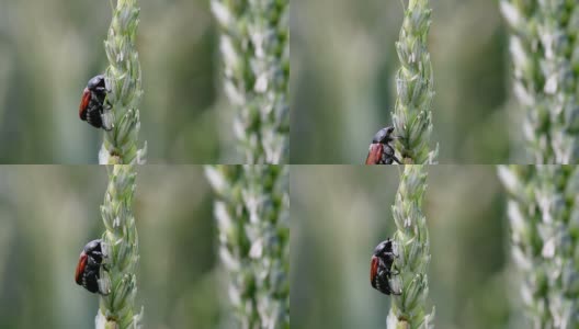 小麦穗轴上的圣甲虫。高清在线视频素材下载