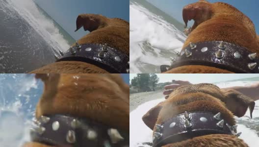 POV狗在海滩上跑步高清在线视频素材下载