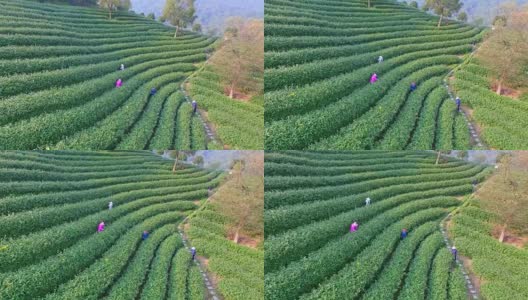 鸟瞰杭州龙井山茶园。4 k高清在线视频素材下载