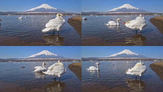 日本山梨县富士山与山中湖的白天鹅高清在线视频素材下载