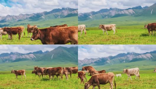 牧场景观，牛群在绿色的草地上吃草高清在线视频素材下载