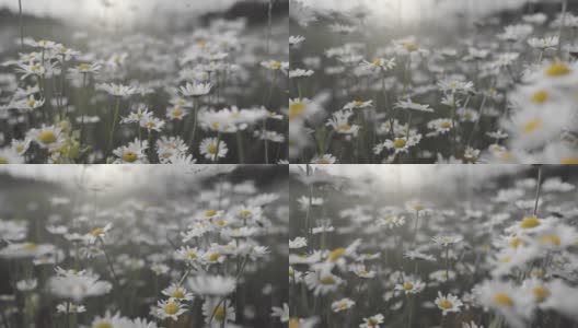 白色的雏菊在风中摇曳。万向节慢镜头拍摄的是风中娇嫩的黄白色花朵。夏天自然背景高清在线视频素材下载