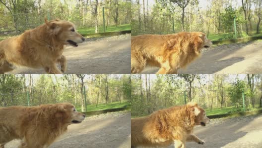 高清超级慢动作:狗在土路上奔跑高清在线视频素材下载