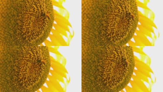 向日葵上的蜜蜂高清在线视频素材下载