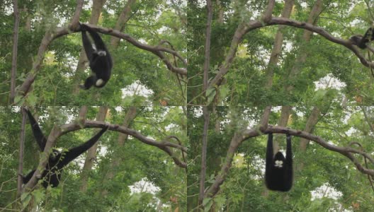 长臂猿在树上。高清在线视频素材下载