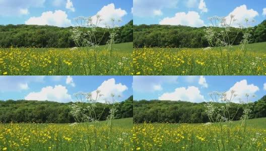 春天的草地，黄色的沼泽金盏花高清在线视频素材下载
