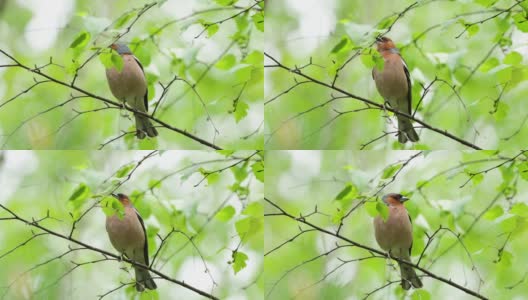 在一个春天的夜晚，普通的苍头燕雀栖息在桦树的树枝上歌唱高清在线视频素材下载
