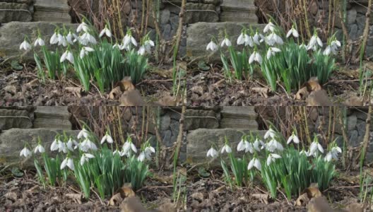 春风中，房前花园的一小块空地上，枝干翠绿的白色雪花莲高清在线视频素材下载