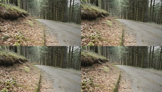路在林中，森林树木自然滑多莉高清在线视频素材下载