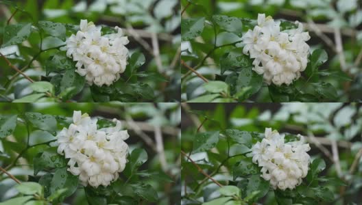 橙色的茉莉花高清在线视频素材下载