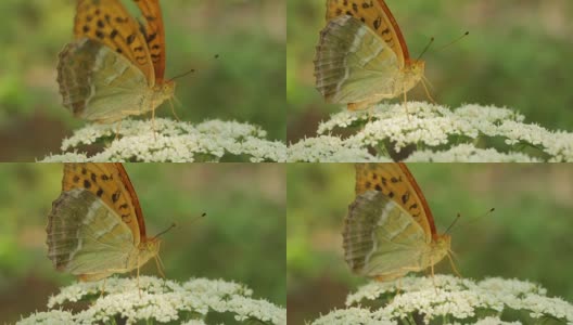 野花上的蝴蝶高清在线视频素材下载