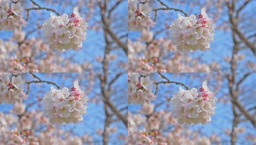 樱花盛开(Sakura)高清在线视频素材下载