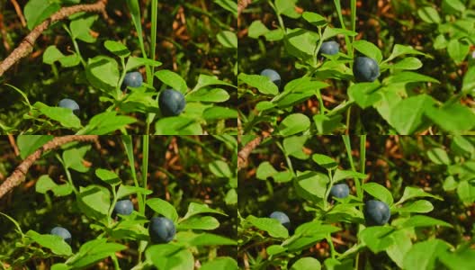 微距摄影:树林里的蓝莓高清在线视频素材下载