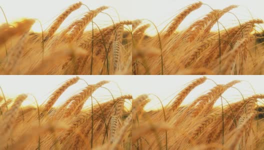 高清多莉:美丽的金色小麦在日落高清在线视频素材下载