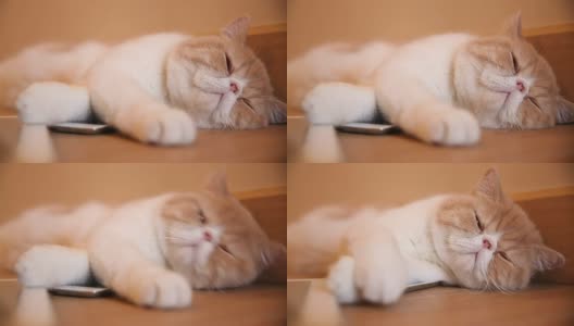 可爱的小猫玩智能手机高清在线视频素材下载