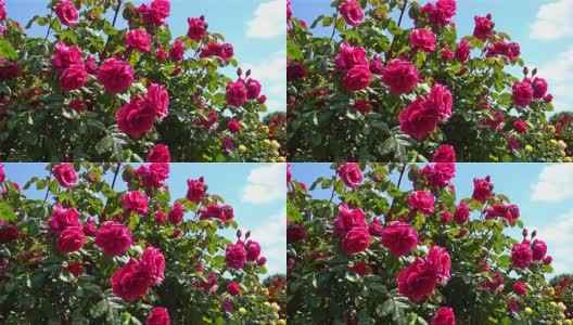 玫瑰- 4 k高清在线视频素材下载