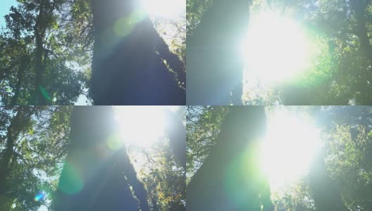 淘金:日出与苔藓在大树上高清在线视频素材下载