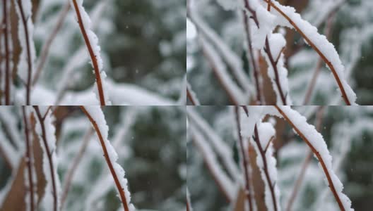 在印度喜马偕尔邦的马纳里，树枝被雪覆盖的特写镜头。冬天的背景。雪把树枝覆盖在雪里。冬季背景与复制空间高清在线视频素材下载