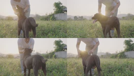一个温柔的年轻主人抚摸着他可爱的宠物在夏天的阳光和绿色的草地上，拥有宠物的纽带和关系，与狗散步，拉布拉多寻回犬照顾，放松运动高清在线视频素材下载