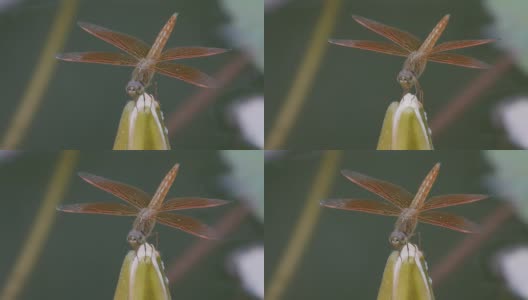 红蜻蜓呼吸急促，忙着抓虫子，浅DOF。高清在线视频素材下载