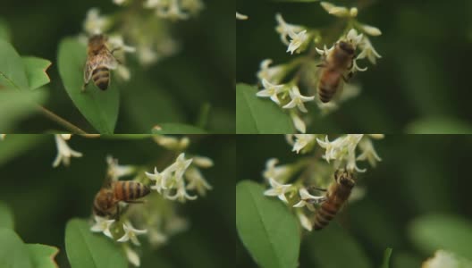 蜜蜂的生活高清在线视频素材下载