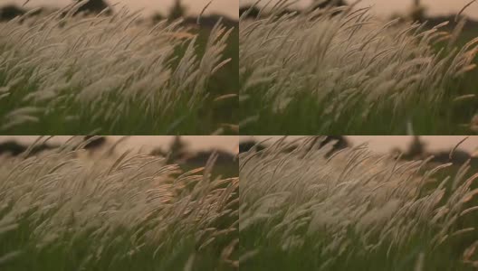 白色的花朵草高清在线视频素材下载