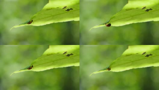 昆虫在绿叶上。高清在线视频素材下载