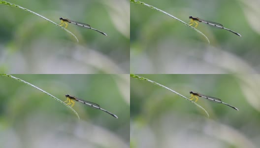 蜻蜓高清在线视频素材下载