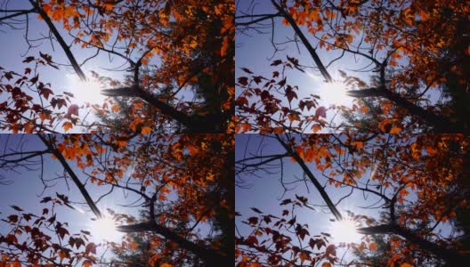 秋天的树叶，红黄相间的枫叶衬着森林高清在线视频素材下载