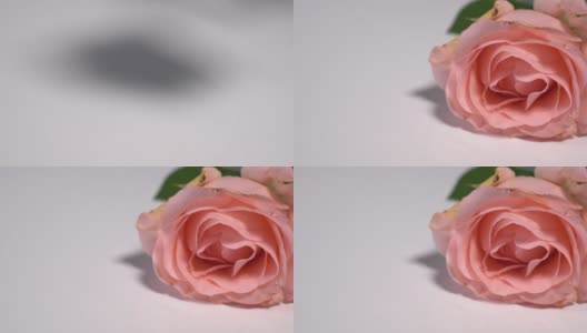 A pink rose falling onto a white surface splashing dew高清在线视频素材下载