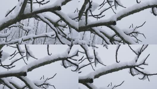 无花果树上的雪高清在线视频素材下载