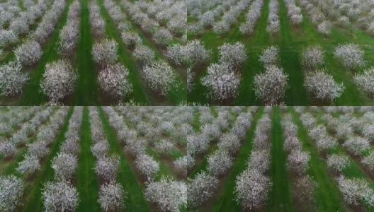 春天，果园里的樱花盛开高清在线视频素材下载