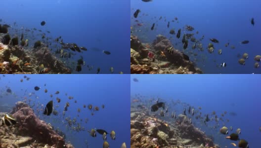 水下蝴蝶鱼的学校在令人惊叹的马尔代夫海床背景下。高清在线视频素材下载