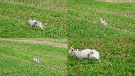 小白灰猫在田野上高清在线视频素材下载