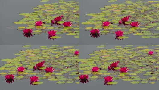 湖上的绿色睡莲高清在线视频素材下载