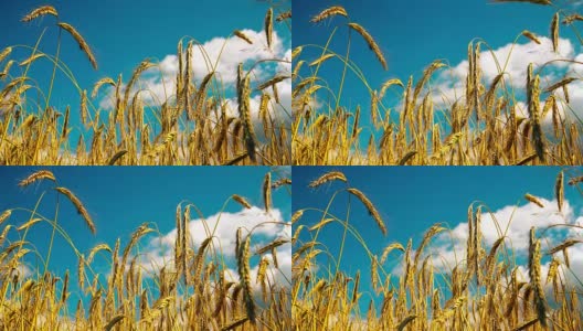 金黄成熟的麦田等待收割。夏天。阳光明媚的一天。高清在线视频素材下载